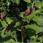 Phytolacca Berry