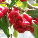 Syzygium