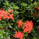 Berberis Vulgaris