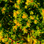 Berberis Aquifolium